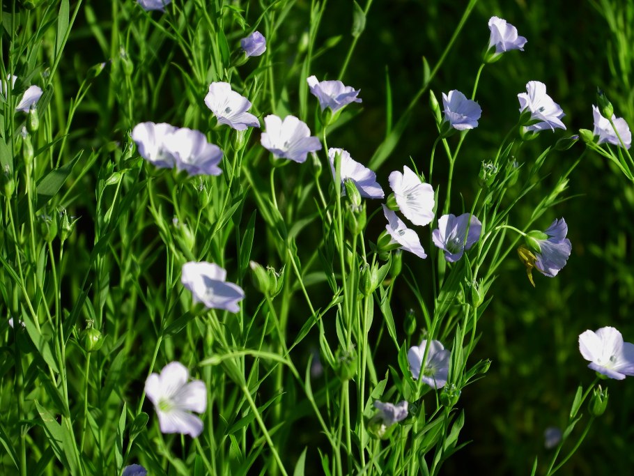 Flax or Linum