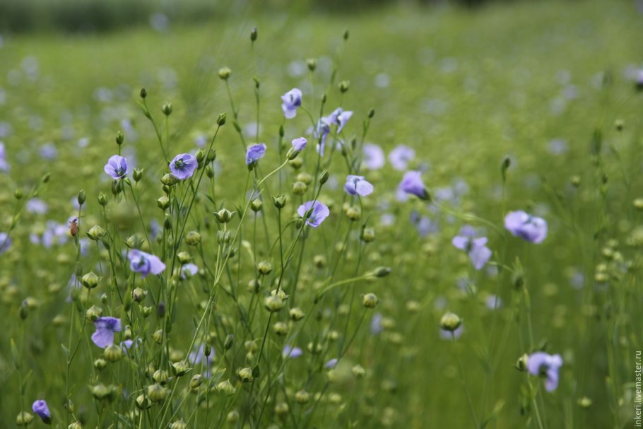 Linum domesticum