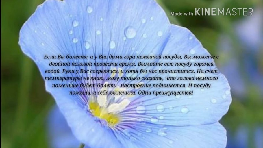 Лён многолетний Сафир
