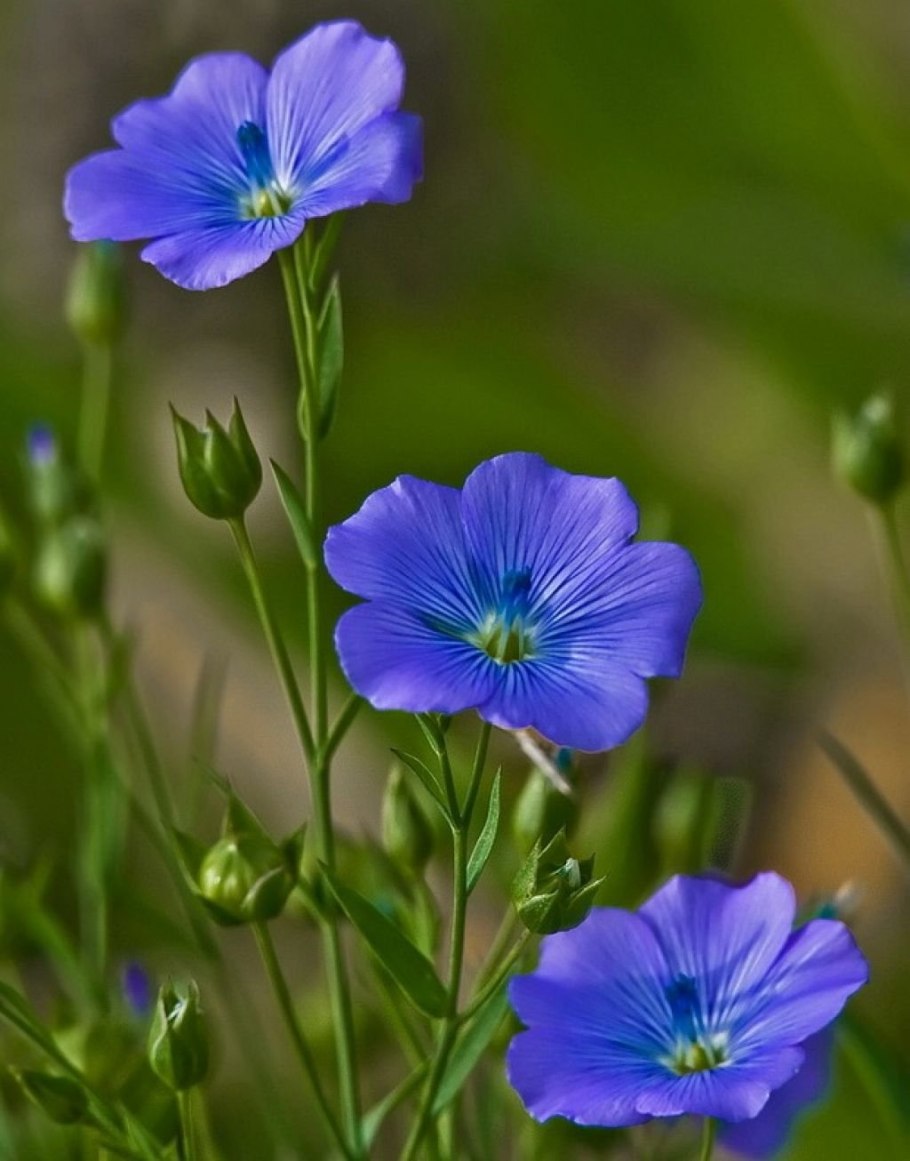Лён обыкновенный (Linum usitatissimum l.)