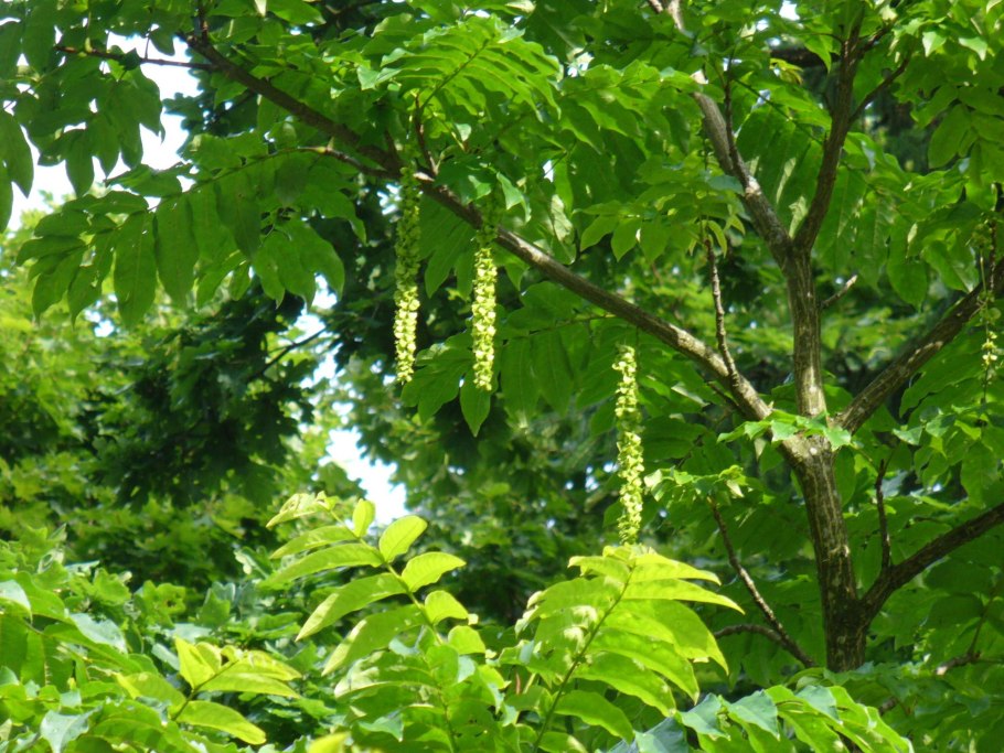 Птерокария ясенелистная