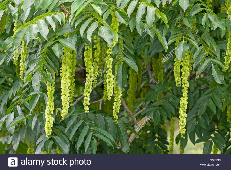 Птерокария сумахолистная