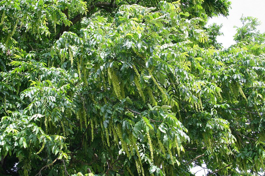 Птерокария Лапина ясенелистная