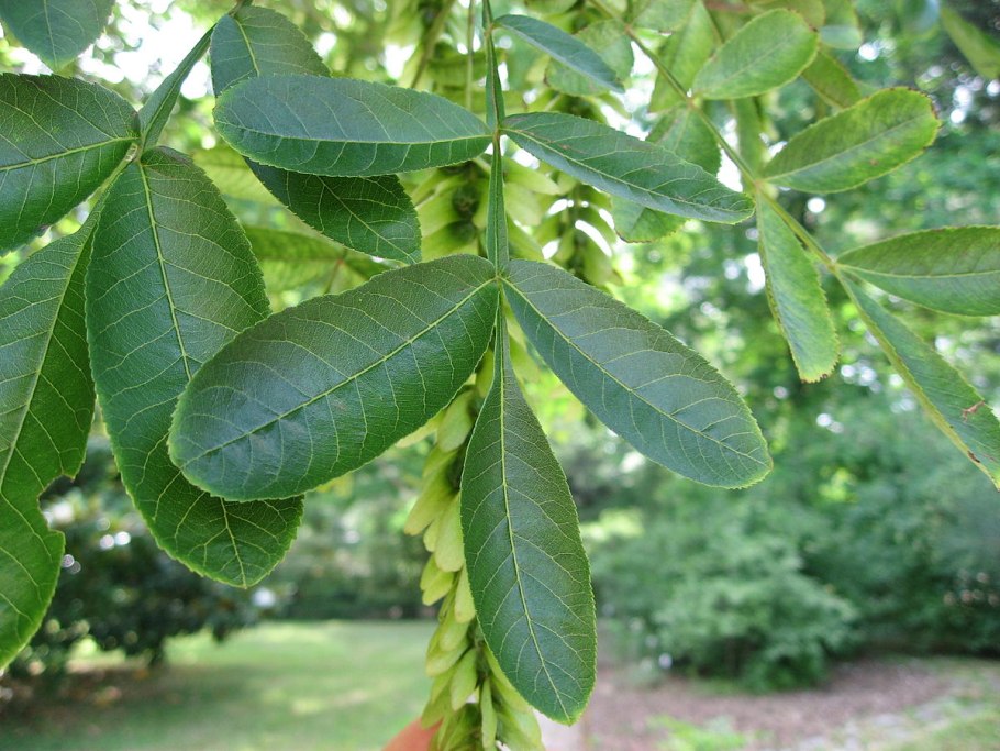 Лапина крылоплодная рисунок