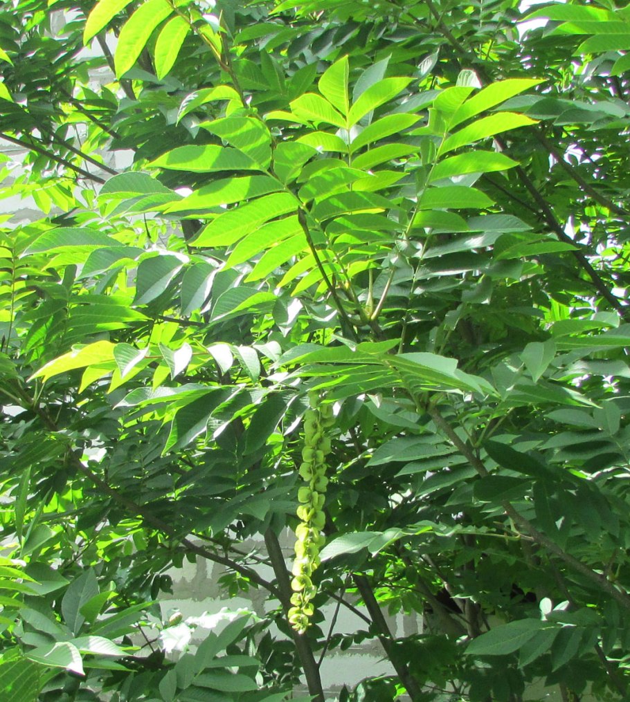 Крылоорешник серый