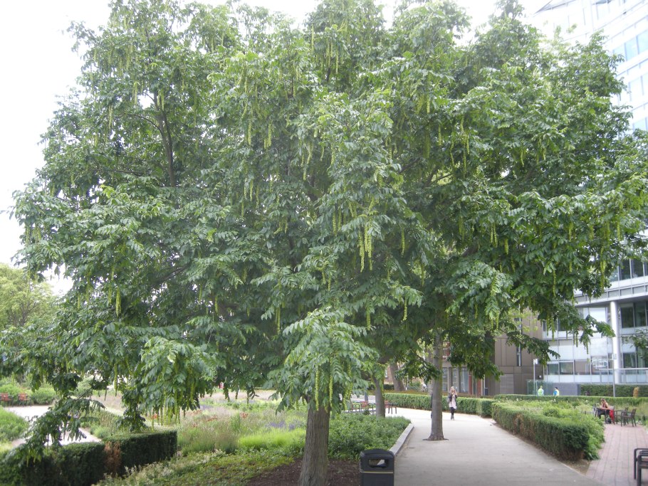 Pterocarya stenoptera