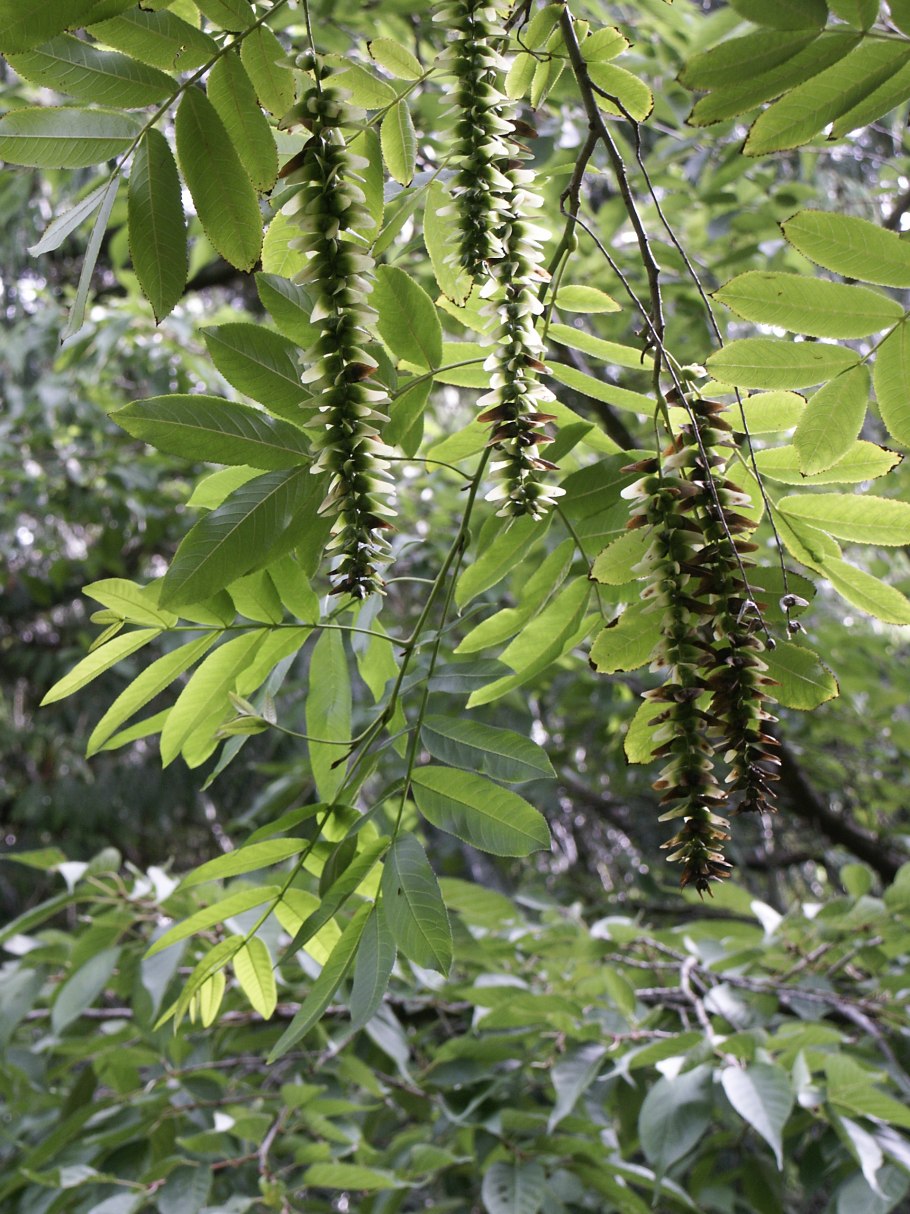 Крупнолистное дерево с цветущими шишками