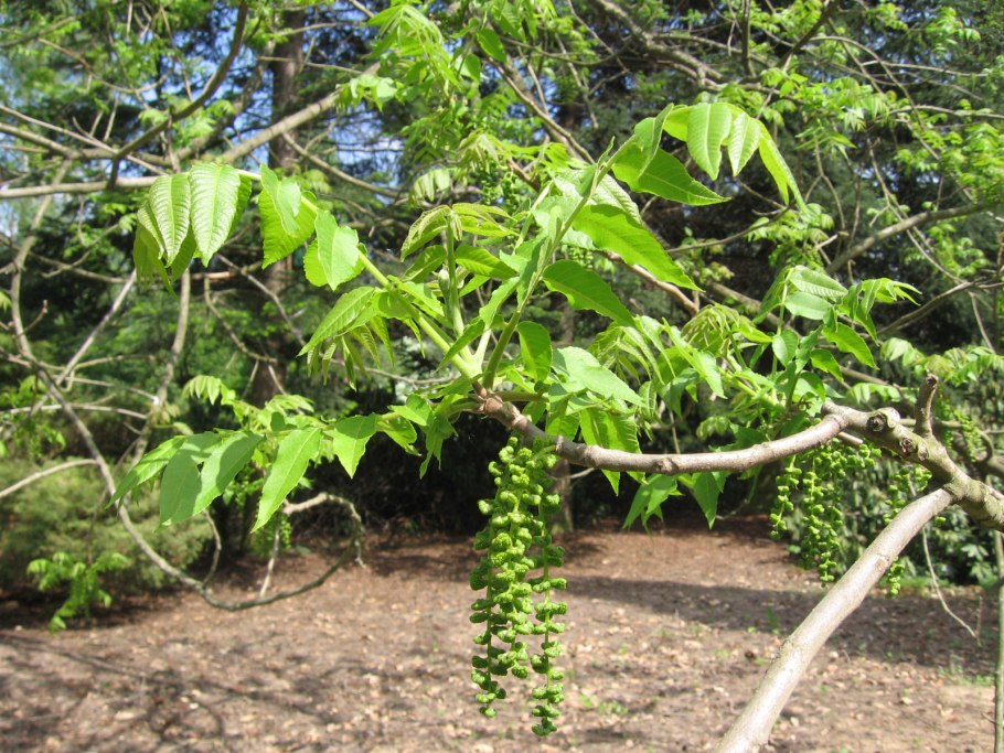 Лапина сумахолистная Pterocarya