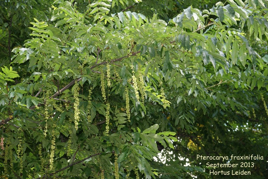 Лапина крылоплодная Сочи