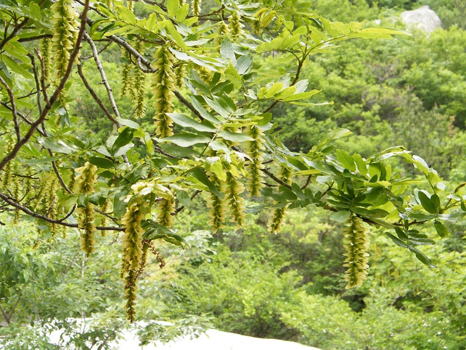 Лапина (растение)