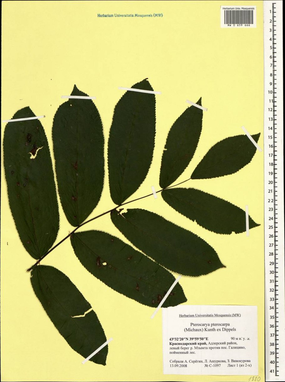 Лапина сумахолистная