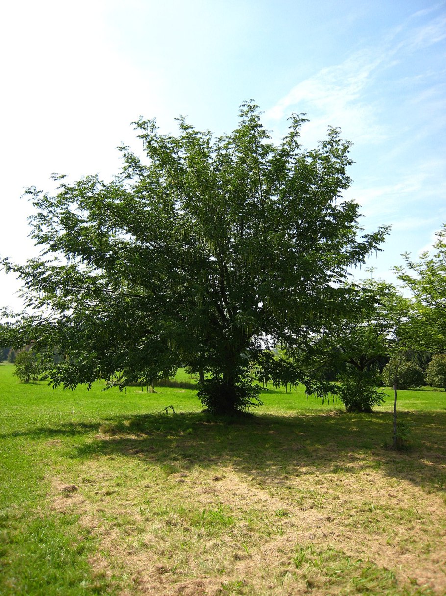 Лапина ясенелистная