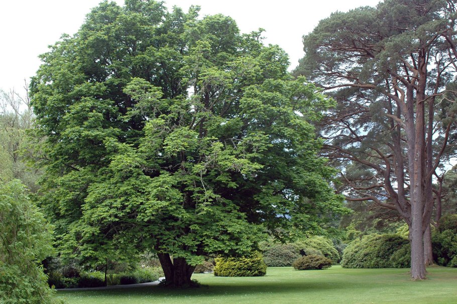 Птерокария ясенелистная