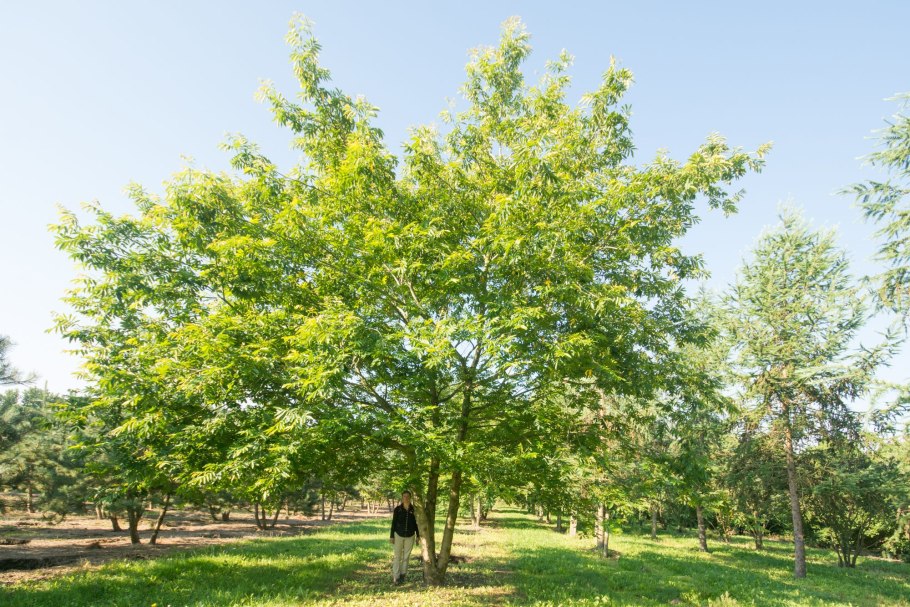 Pterocarya fraxinifolia пыльца