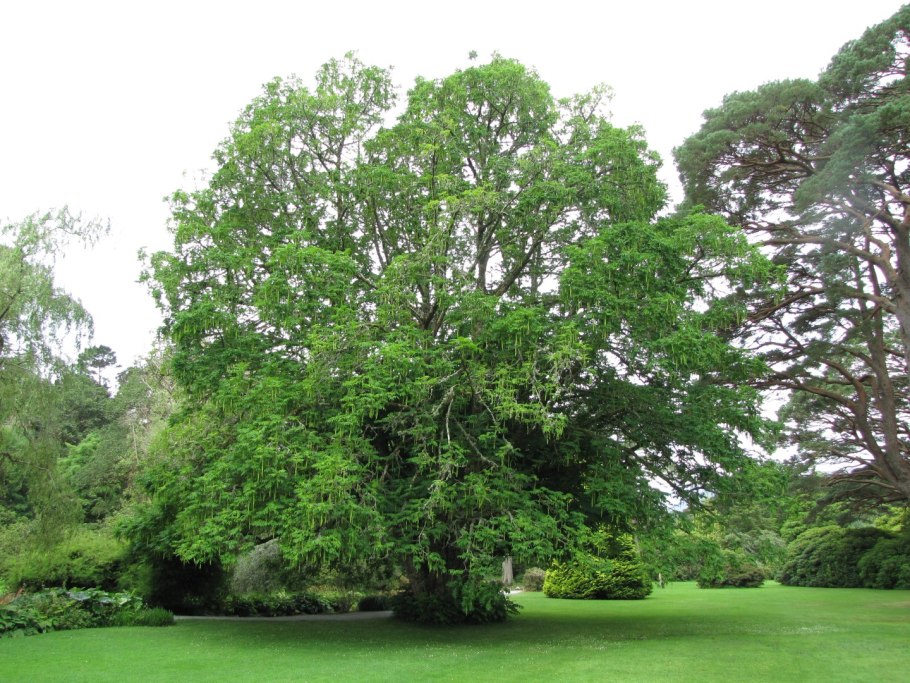 Acer negundo Flamingo клён ясенелистный