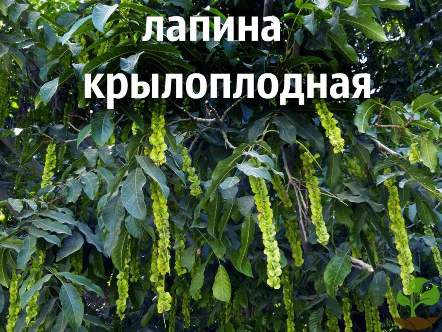 Лапина крылоплодная Pterocarya pterocarpa