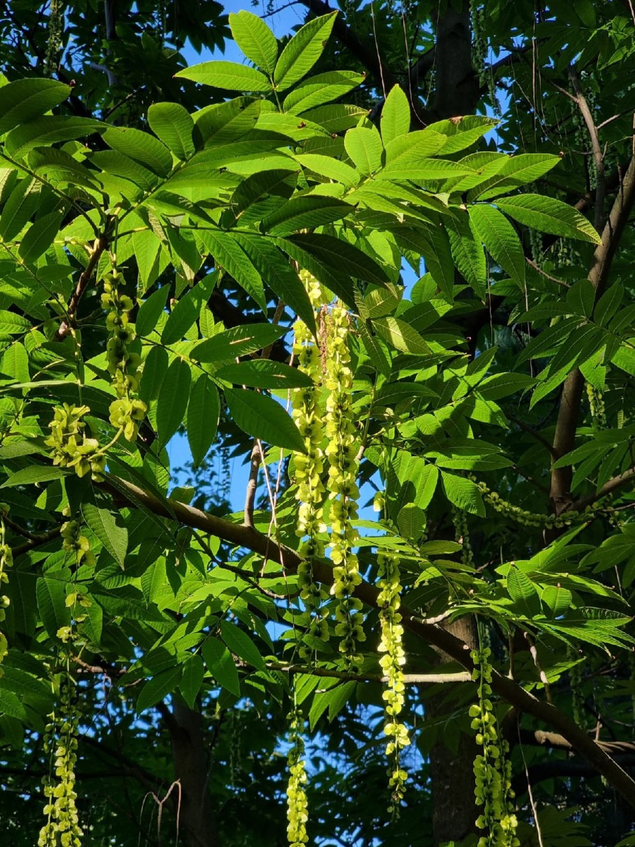 Pterocarya fraxinifolia