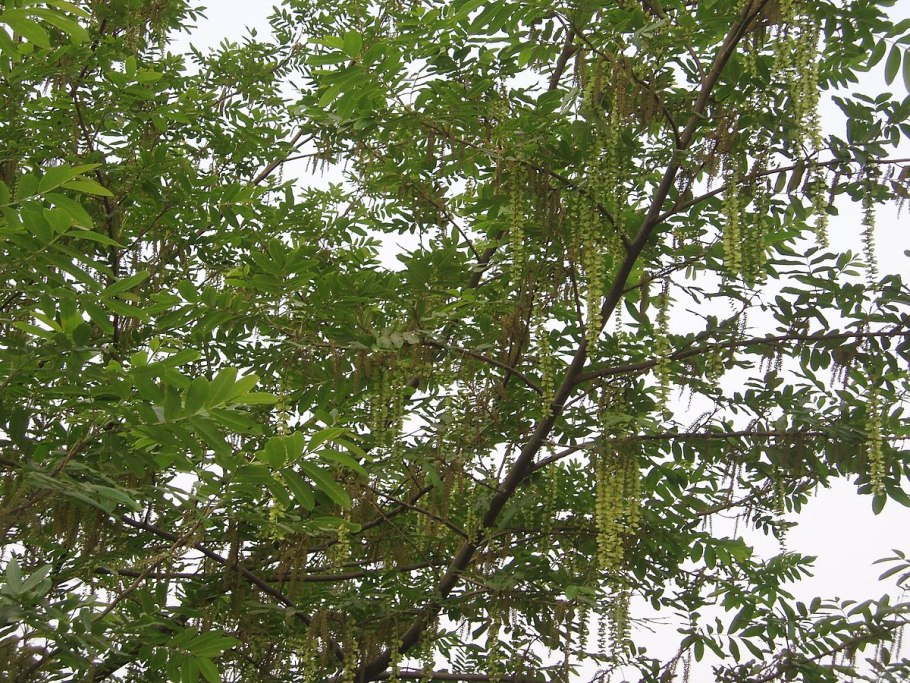 Pterocarya stenoptera