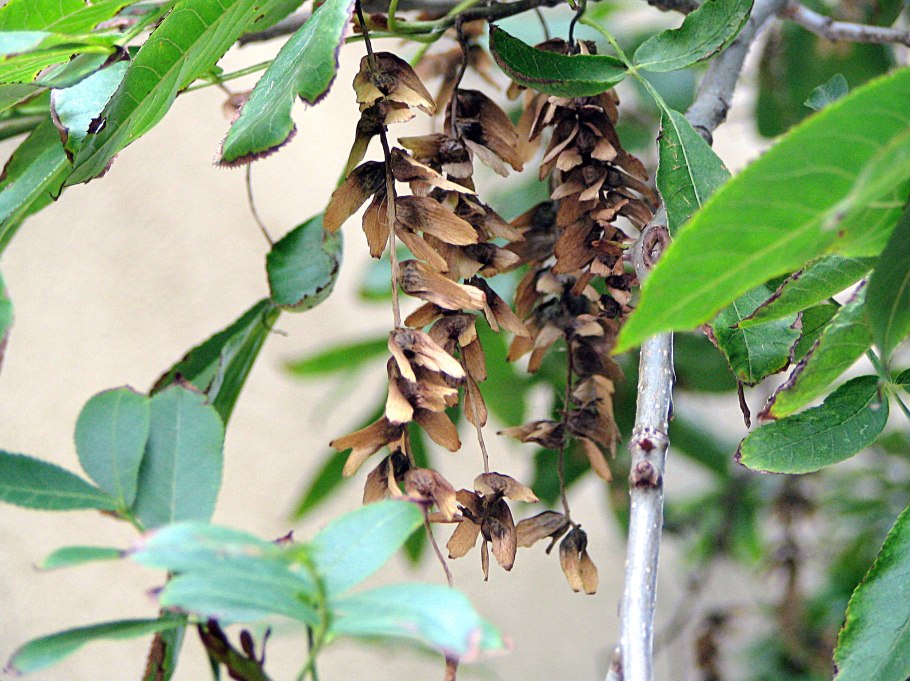 Лапина сумахолистная