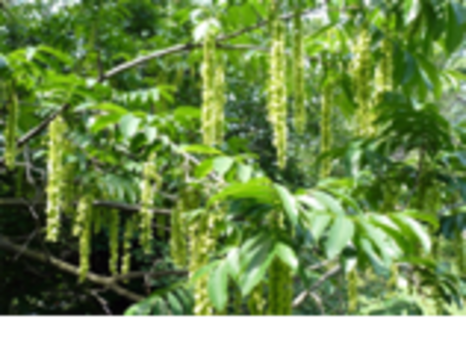 Птерокария сумахолистная