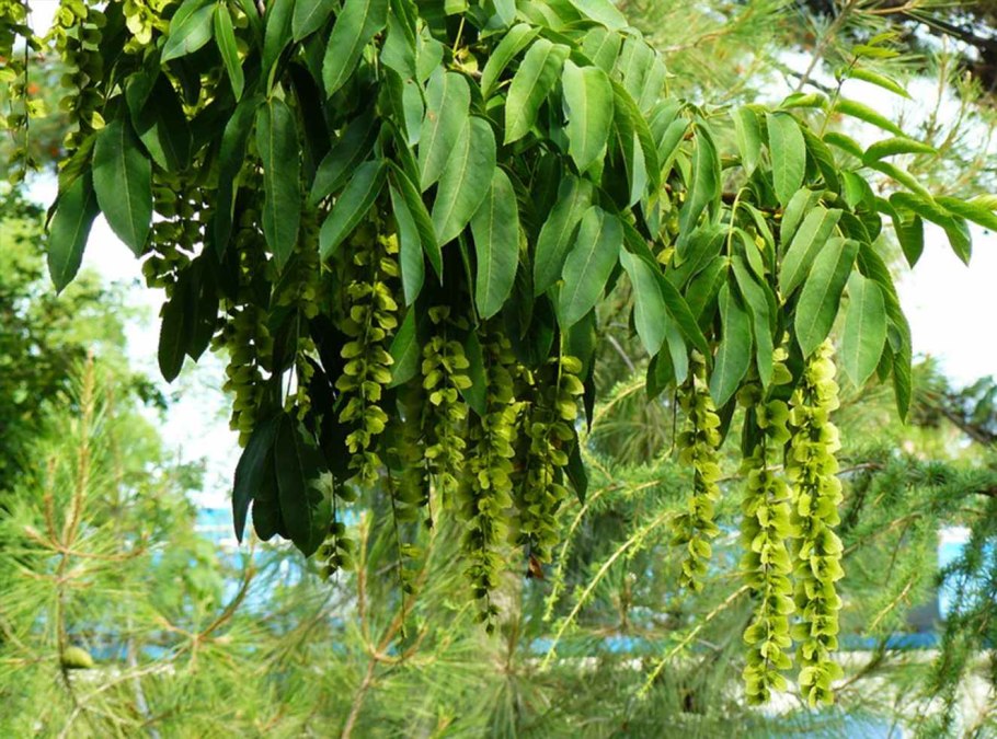 Лапина крылоплодная Pterocarya pterocarpa