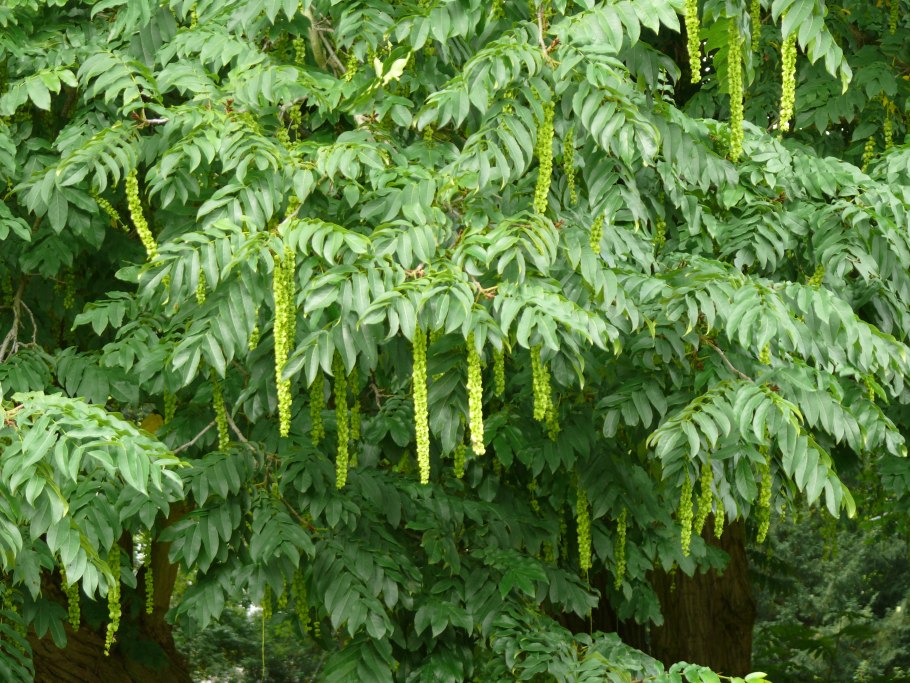 Pterocarya fraxinifolia растение