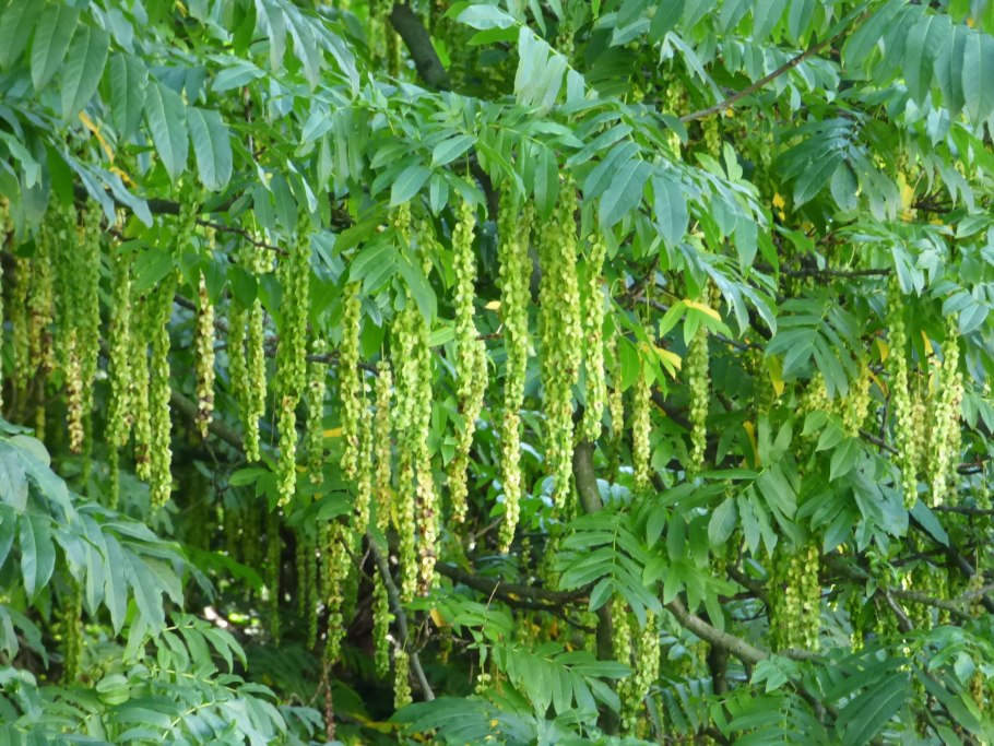 Птерокария ясенелистная плоды