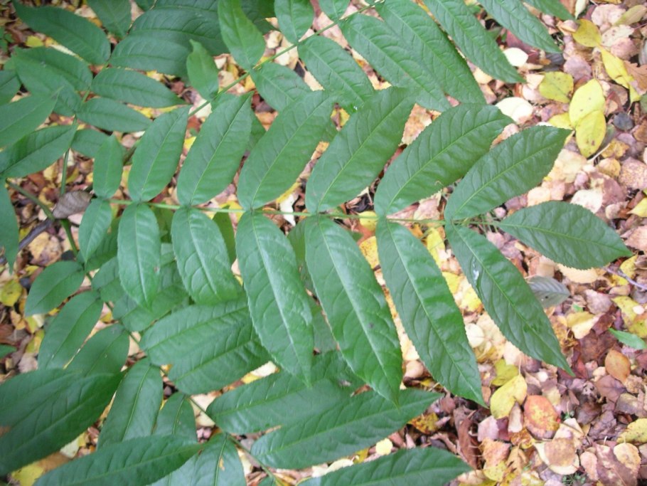 Птерокария сумахолистная