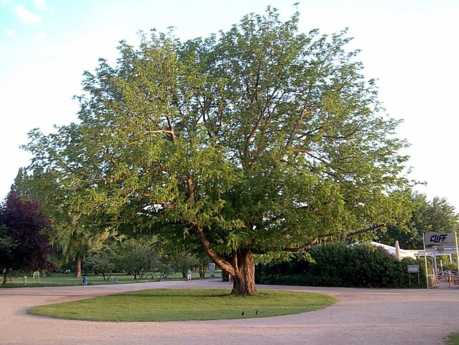Pterocarya rhoifolia