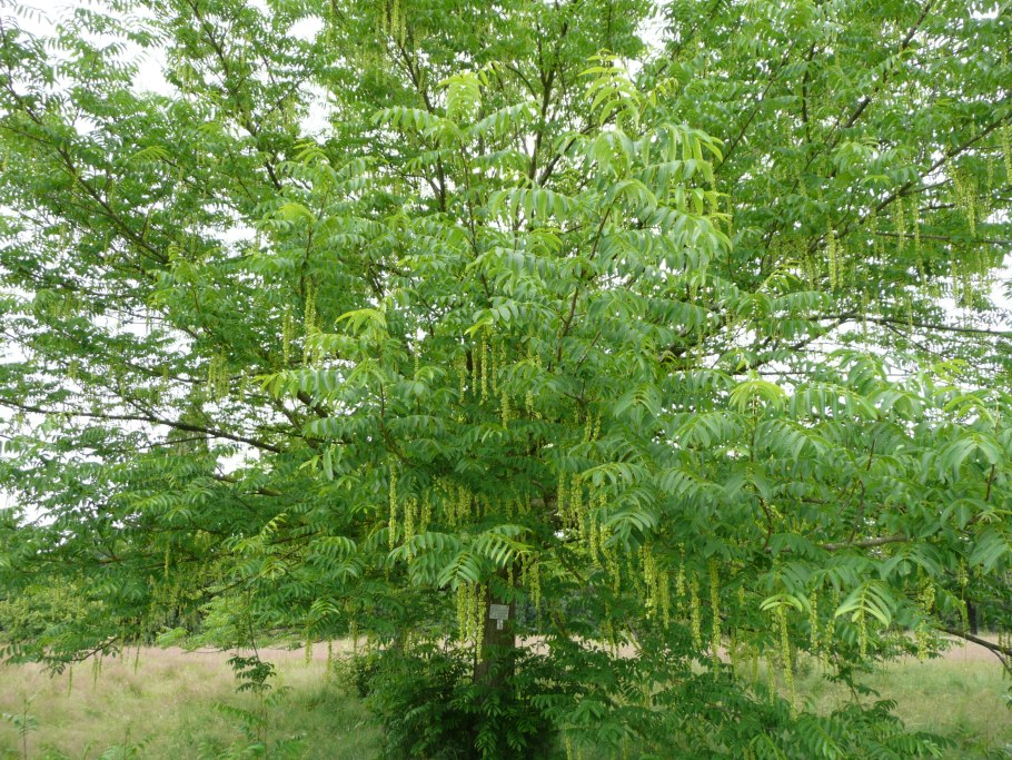 Птерокария ясенелистная плоды