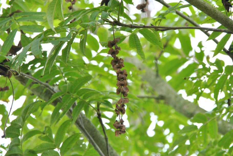 Pterocarya rhoifolia