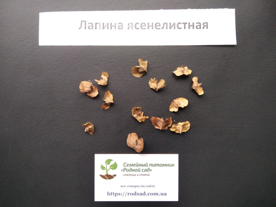 Pterocarya rhoifolia