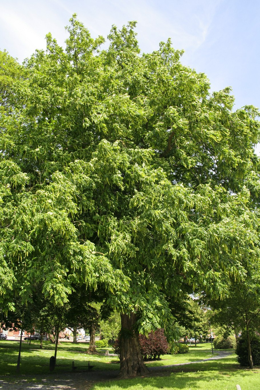 Лапина ясенелистная