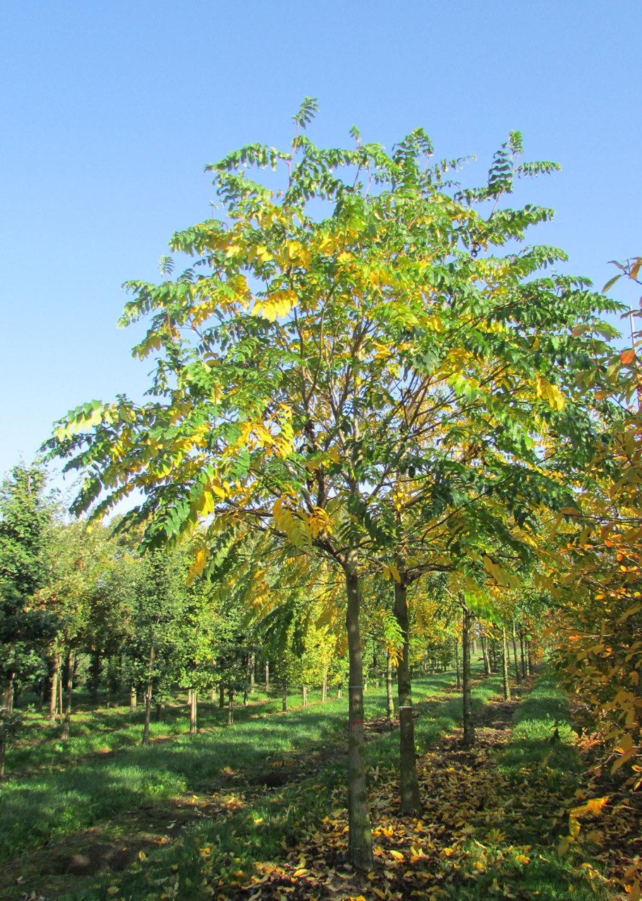 Pterocarya fraxinifolia