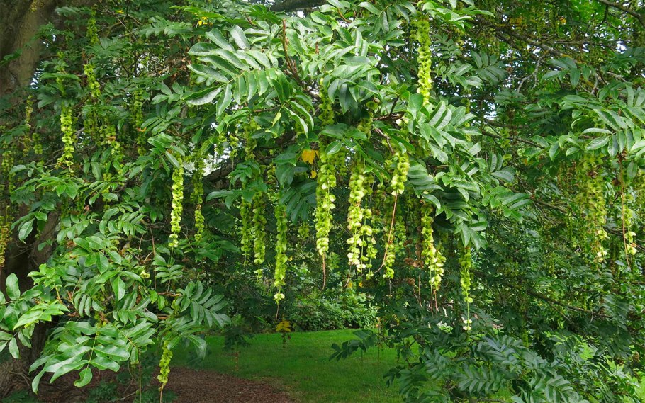 Птерокария плод