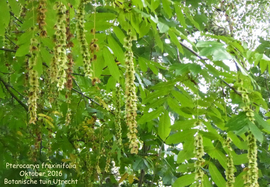 Pterocarya stenoptera