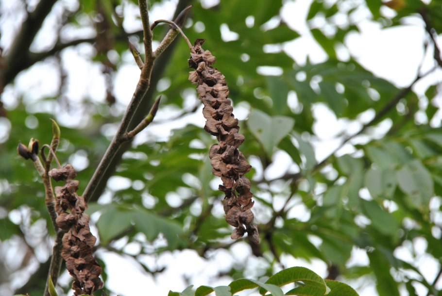Дрель ударная Булат БДУ-700