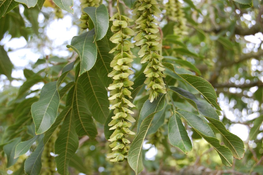 Pterocarya fraxinifolia