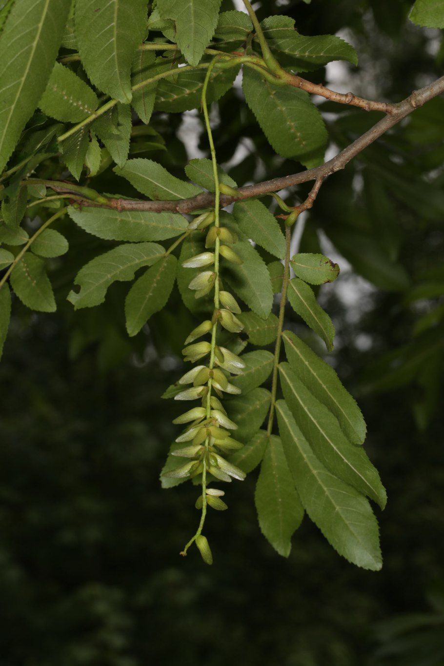 Лапина сумахолистная Pterocarya