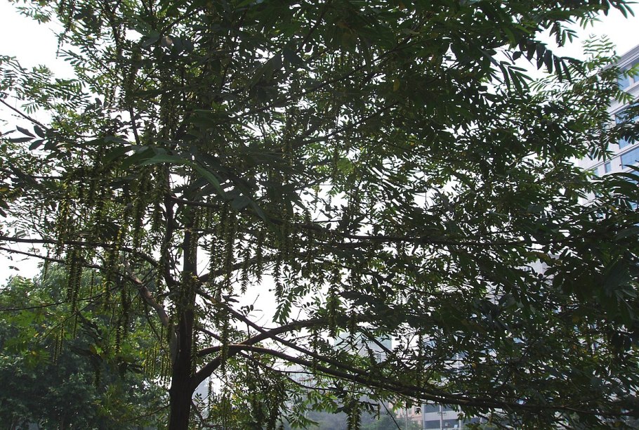 Птерокарии деревья в Грузии