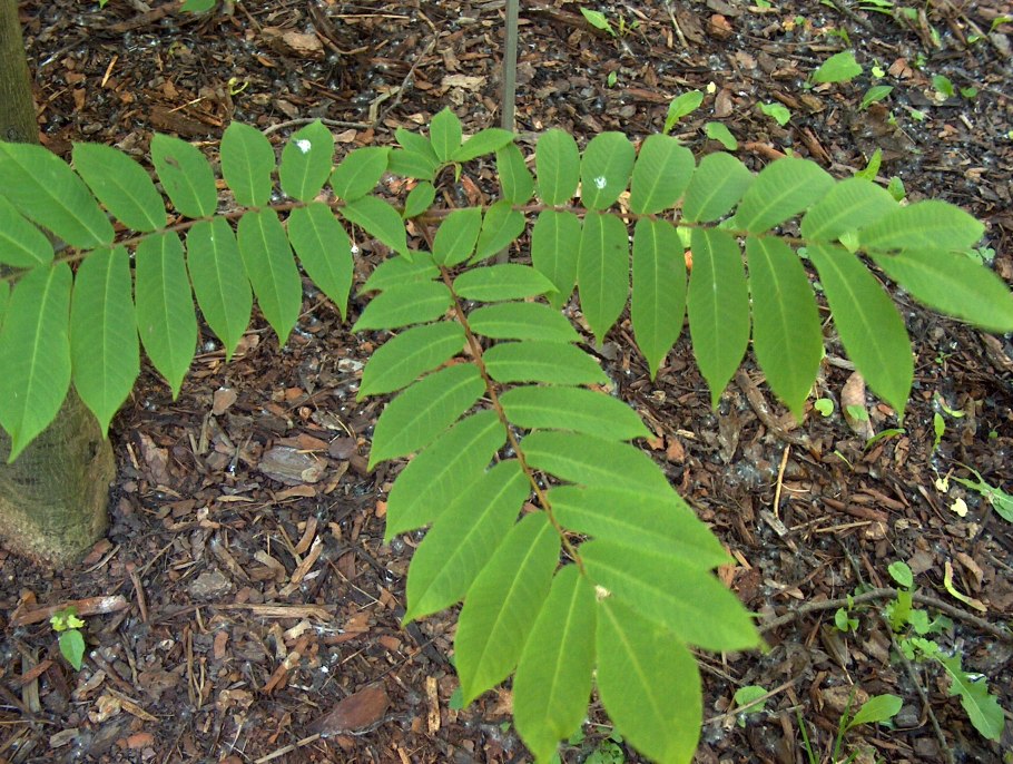 Птерокария сумахолистная