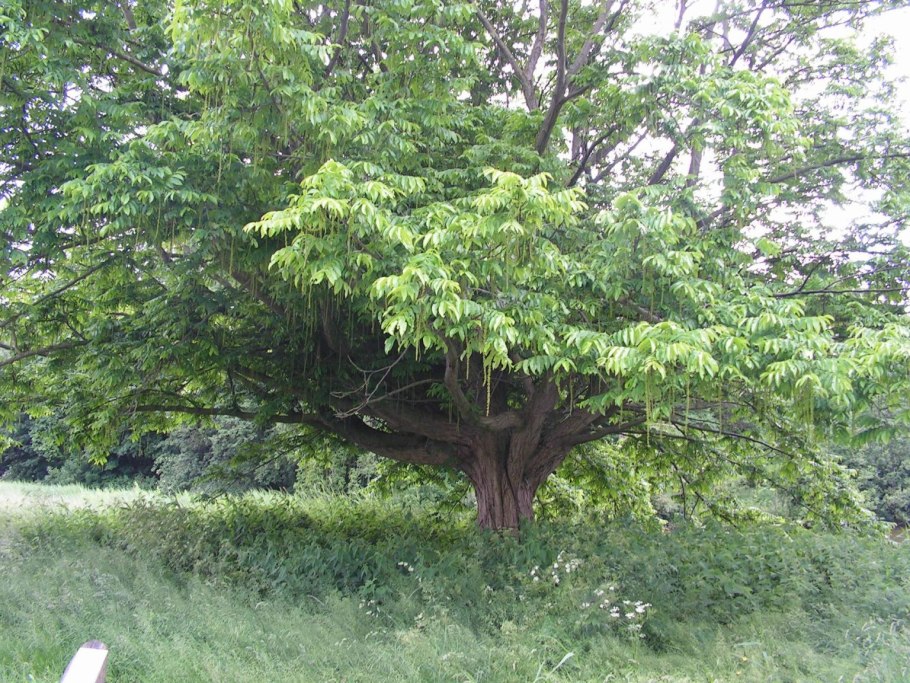 Pterocarya stenoptera