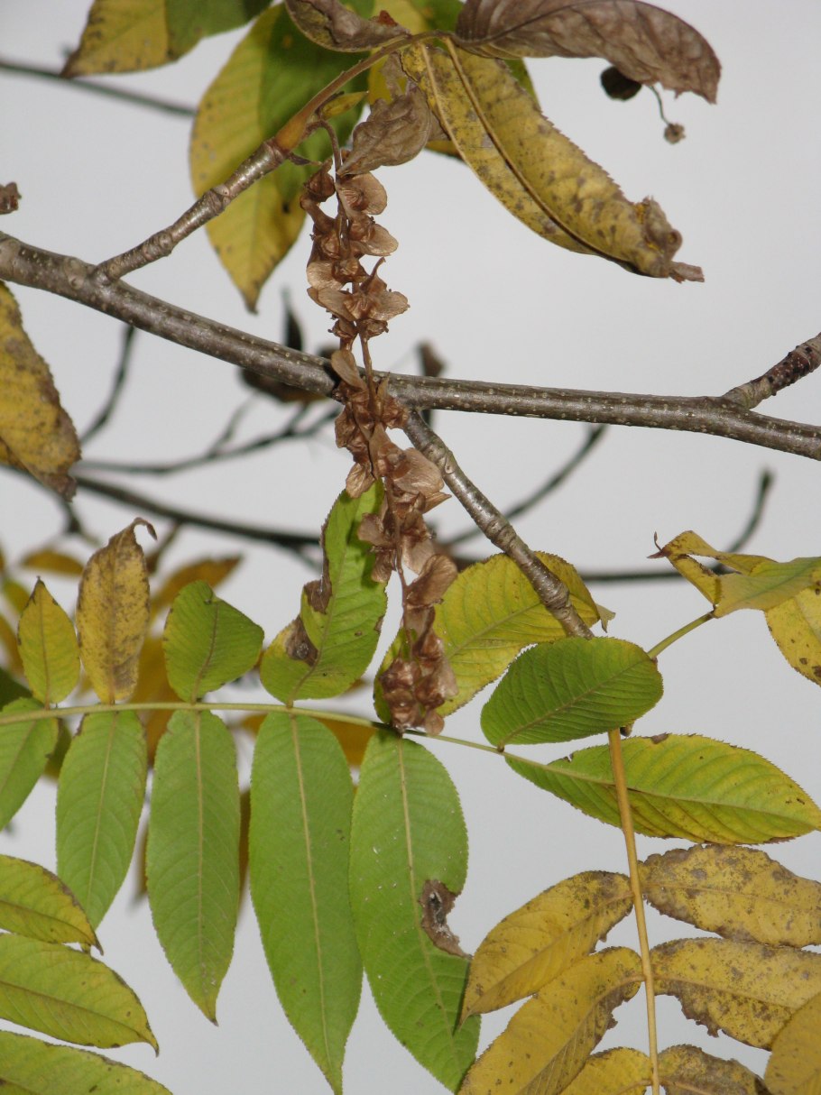 Крылоорешник