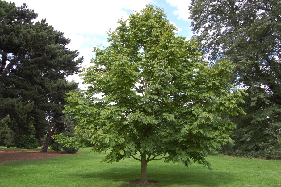 Pterocarya rhoifolia