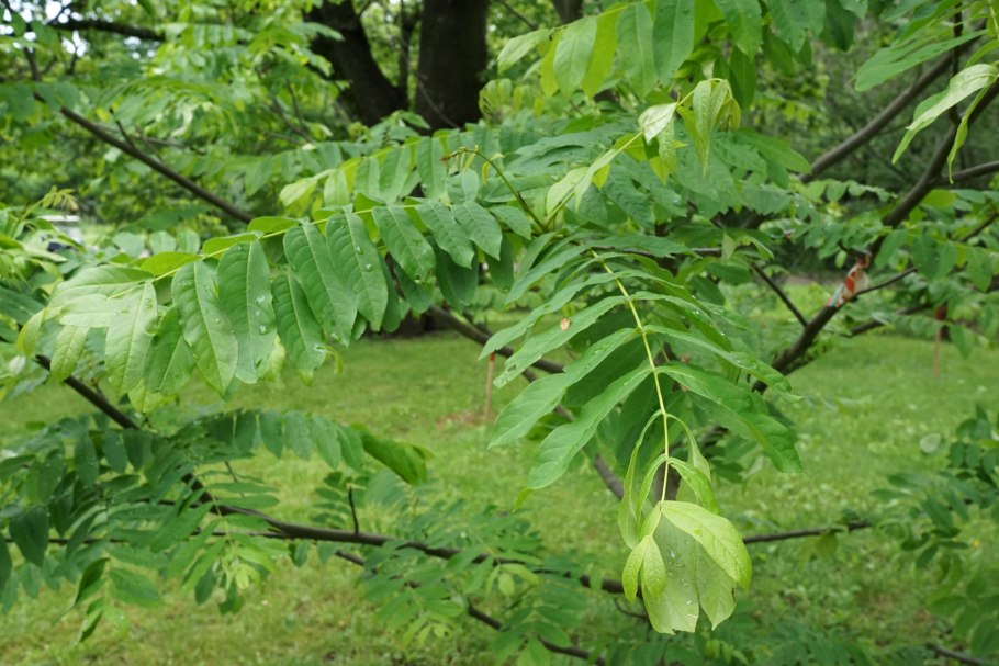 Pterocarya rhoifolia
