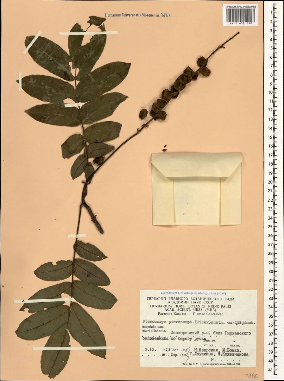 Лапина сумахолистная Pterocarya