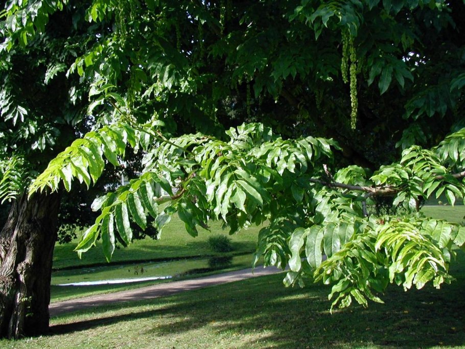 Лапина (Pterocarya fraxinifolia)