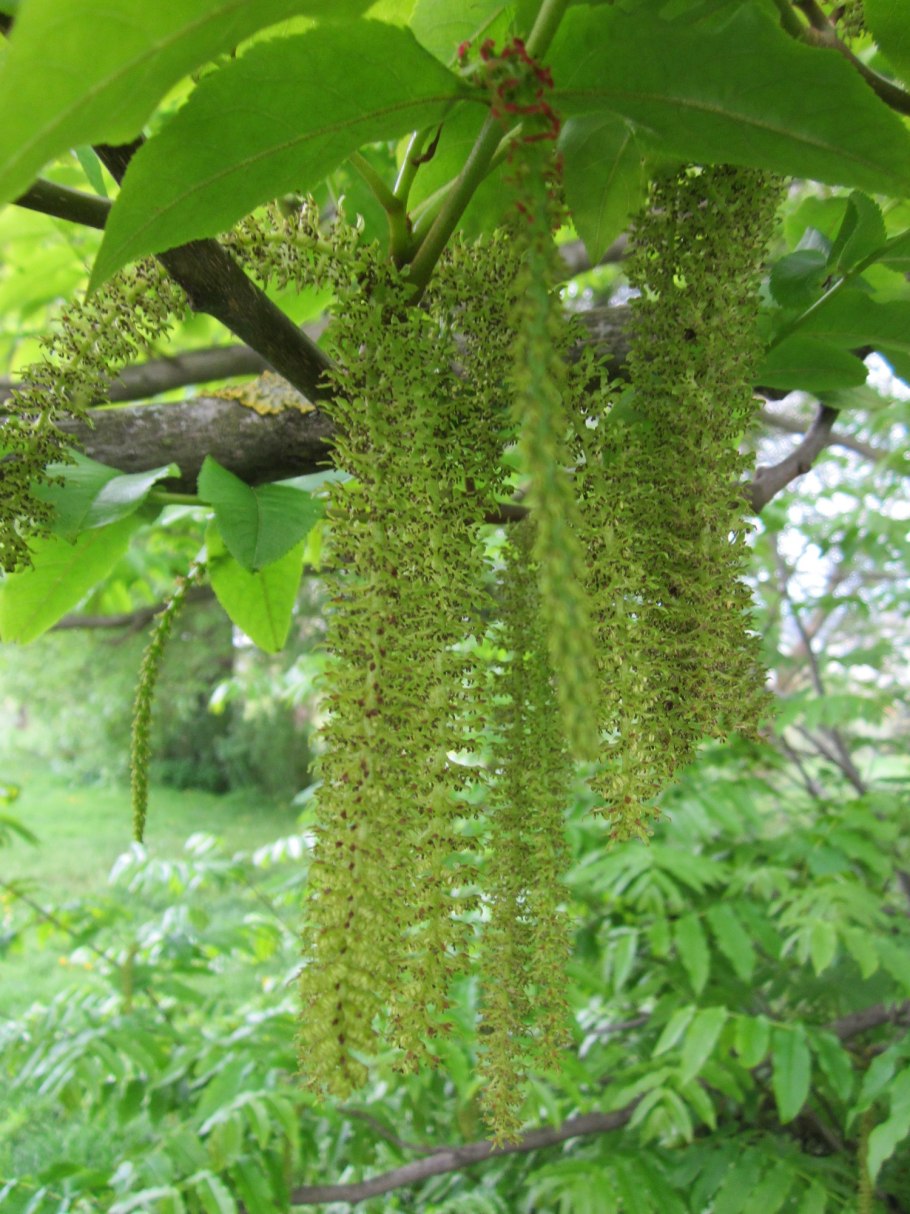 Лапина крылоплодная Pterocarya pterocarpa