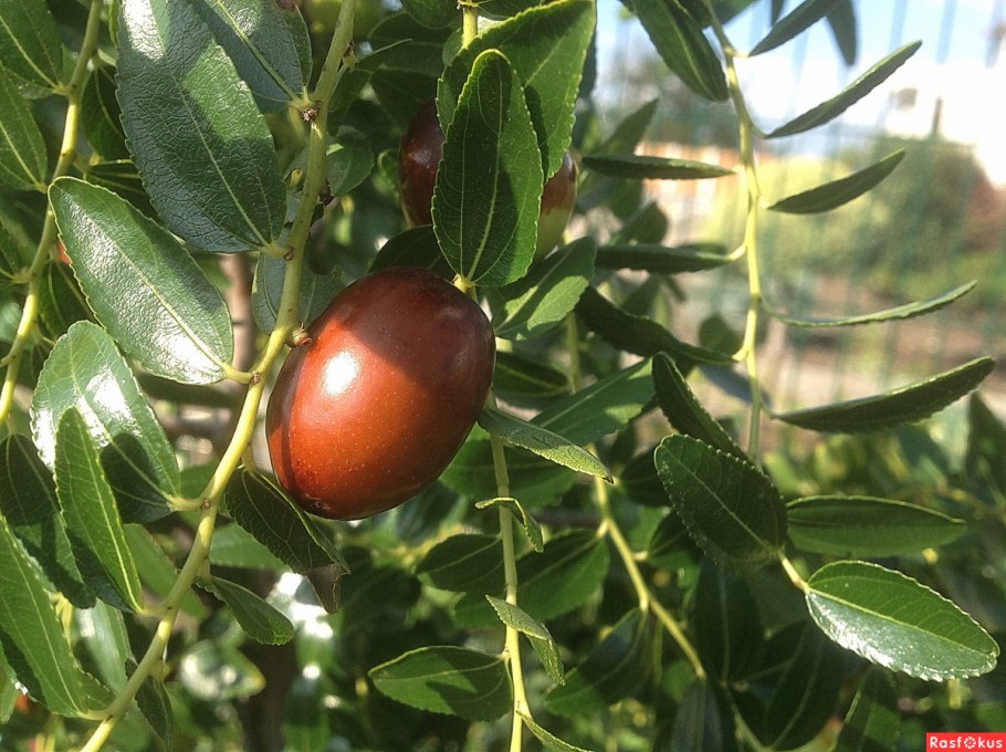 Унаби китайский финик