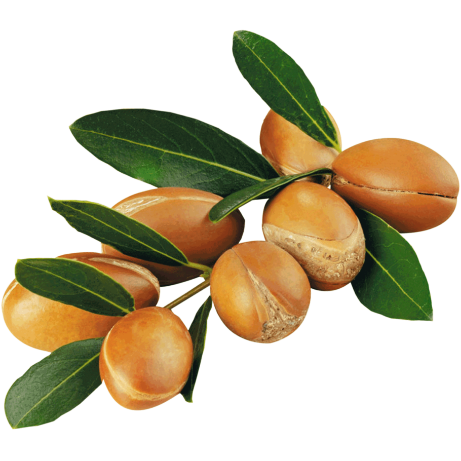 Жожоба орех
